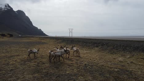 Icelandic-Reindeer-By-Drone-Footage