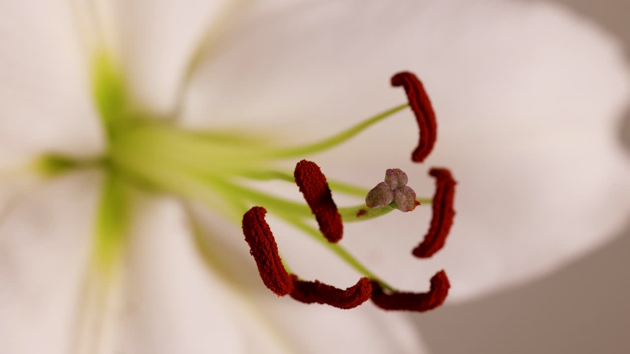 Close-up macro video of a white lily's reproductive parts, highlighting the stamen and pistil with soft lighting and shallow depth of field