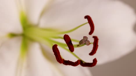close-up macro video of a white lily's reproductive parts, highlighting the stamen and pistil with soft lighting and shallow depth of field