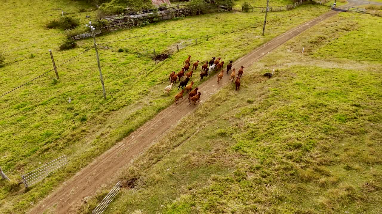 Using a drone to muster cattle into a stock yard on a farm in Australia