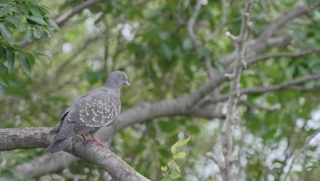 spot-winged pigeon standing on branch with foliage