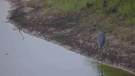 little blue heron walking along calm beach with reflection in water