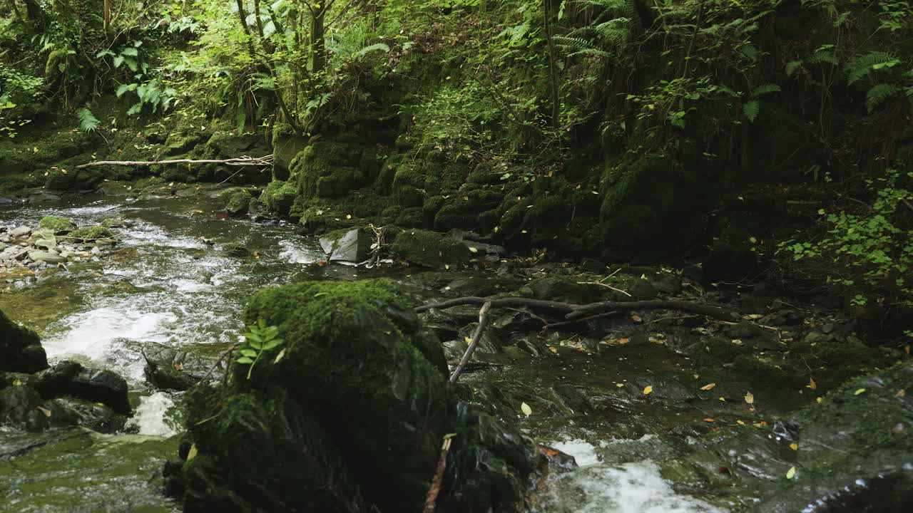 En flod løber gennem en smuk mosgrøn skov i Irland, i slowmotion