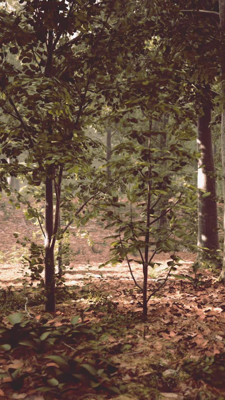 la luz del sol fluye a través de un bosque