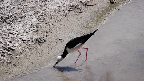 ultra slow motion shot of pied stilt bird feeding in shallow water in new zealand