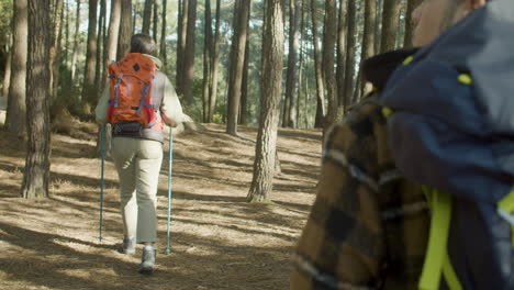 vista trasera de una pareja joven haciendo senderismo en un bosque de pinos