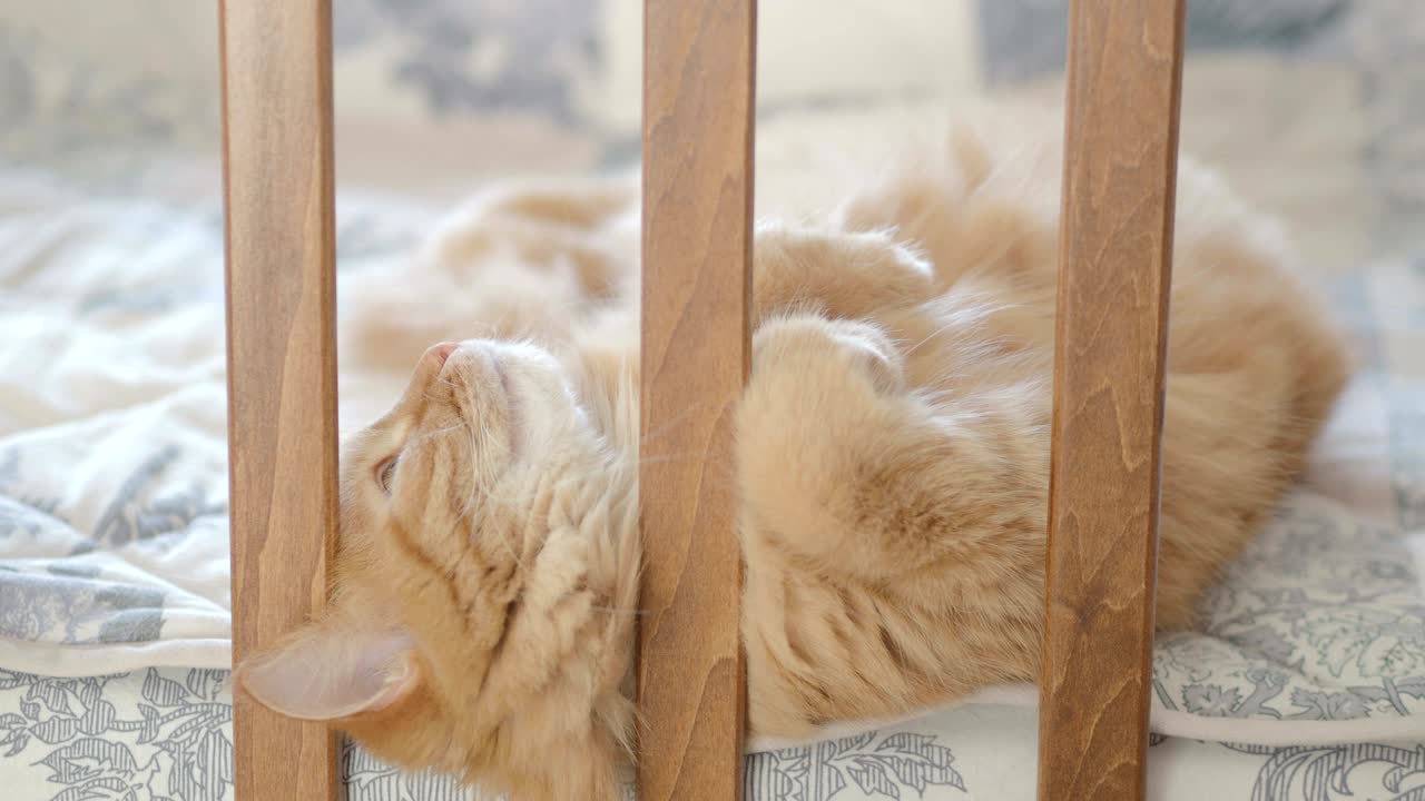 아기 침대에 누워있는 귀여운 생강 고양이. 털털한 애완동물이 침대 레일 사이에 머리를 습니다. 집에서 편안한 아침