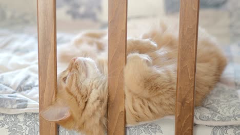 cute ginger cat lying in child bed. fluffy pet poked its head between rails of crib. cozy morning at home