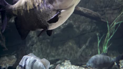 large fish swimming in a tropical fresh water pond or lake