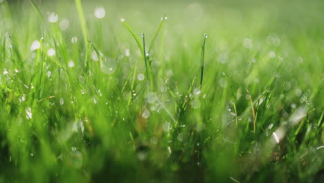 macro shot of dew on grass