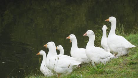 a proud gaggle of nine white geese sitting by a river bank waiting