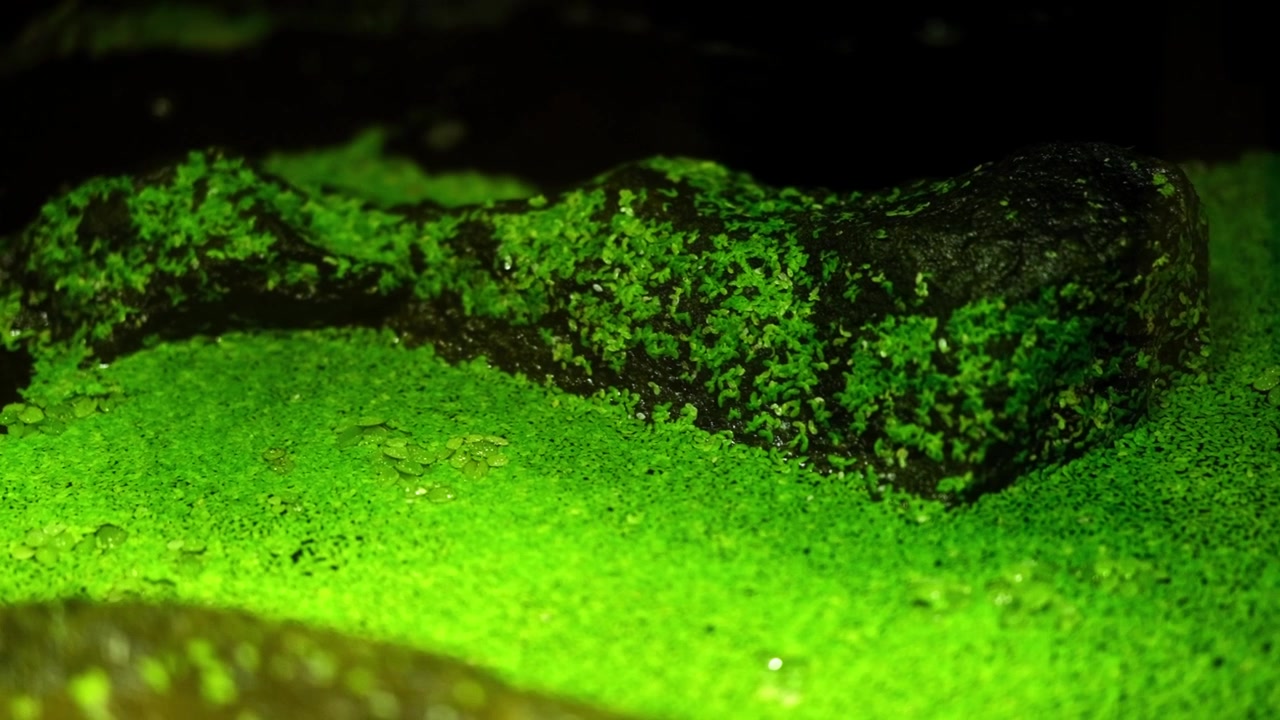 Una pozza d'acqua in una giungla ricoperta di muschio e licheni di un verde vivido.