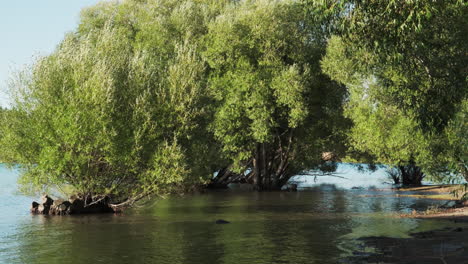 Lush,-green-trees-on-a-riverbank-submerged-in-floodwaters-in-New-Zealand