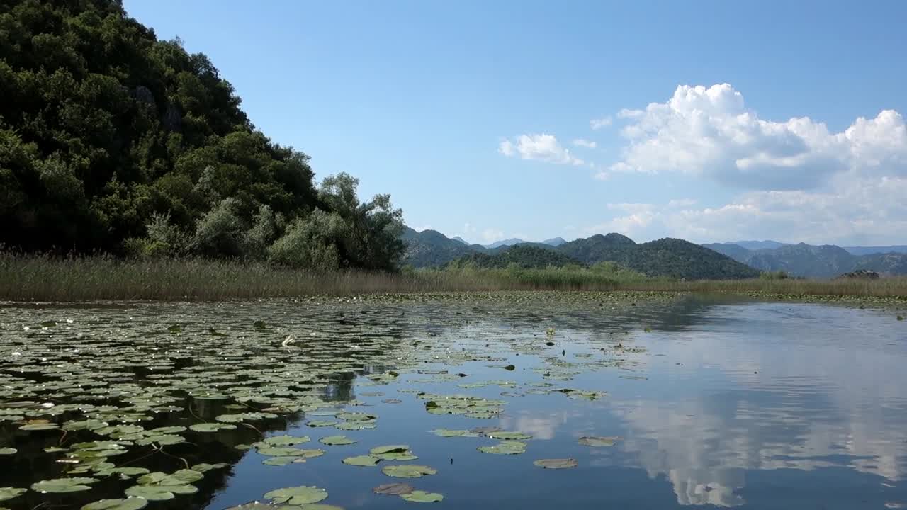 water lily pads on Lake Skadar shore, on the border of Albania and Montenegro, the largest lake in Southern Europe