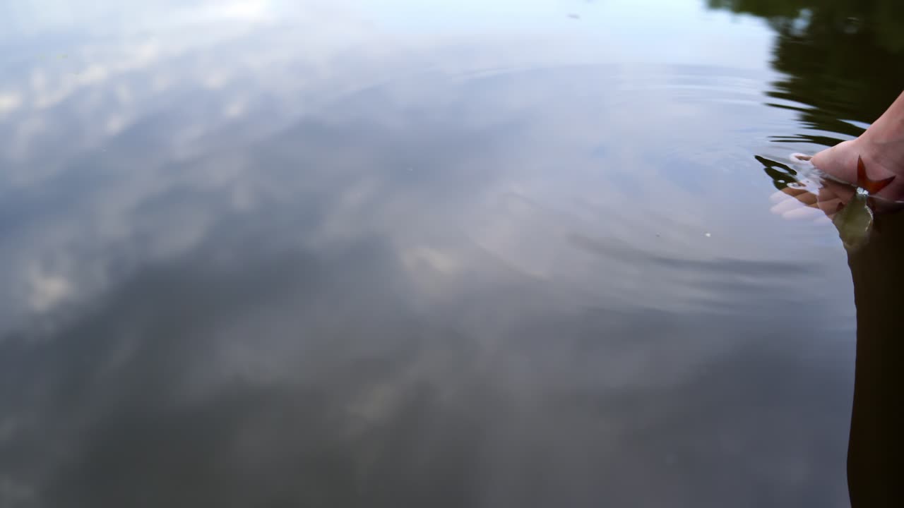 Male's hand puts fish down into the water surface outdoors. Man lets fish down into the water after catching it on the beautiful natural water background in summer. Fisherman's hobby.