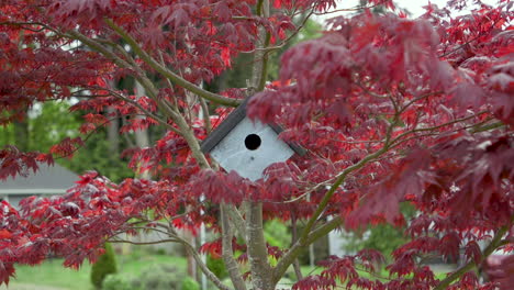 Birdhouse-hanging-on-Japanese-Maple-tree-branch-in-the-breeze