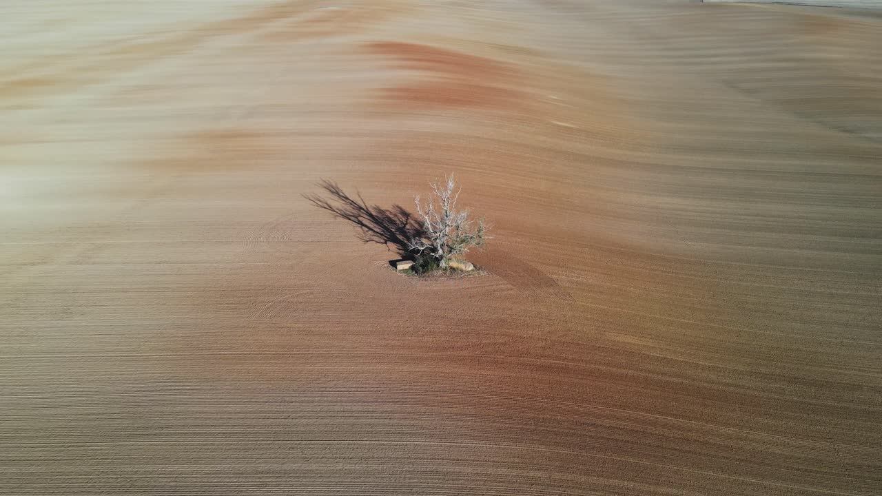 An aerial video capturing a solitary tree casting a long shadow in the middle of a vast, empty farmland. Flying around with a drone.