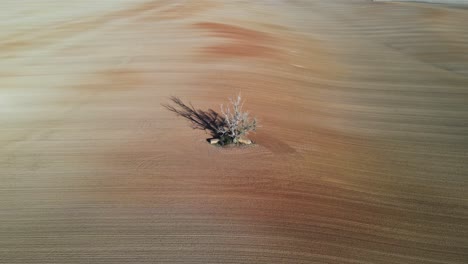 an aerial video capturing a solitary tree casting a long shadow in the middle of a vast, empty farmland. flying around with a drone.