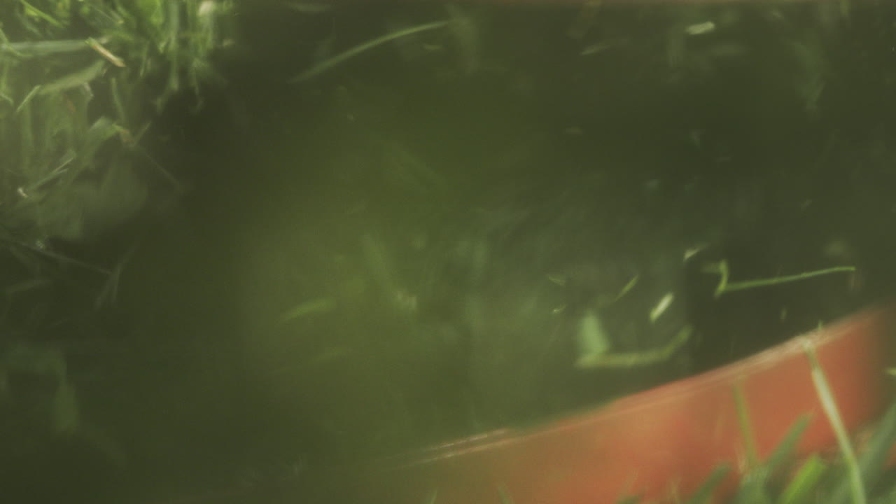 vista de cerca de una cortadora de césped cortando el césped