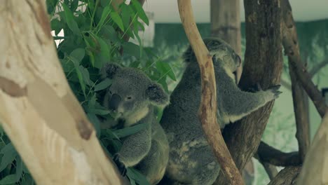 tiny koalas climb and jump on green thick eucalyptus tree