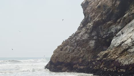 Aves-Marinas-En-El-Acantilado-De-Roca-Del-Lado-Del-Océano,-Con-Olas-Rodando