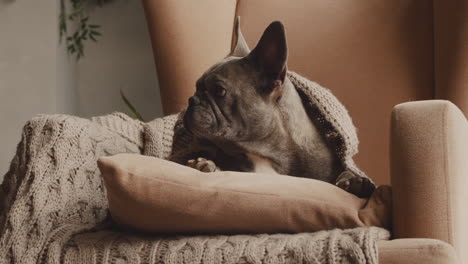 vista inferior de un perro bulldog sentado en un sillón y cubierto con una manta 1