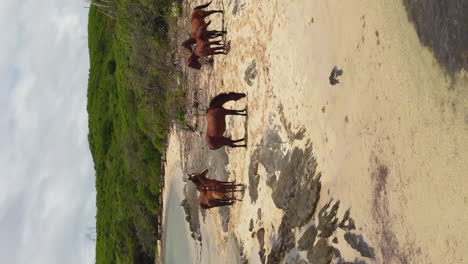 Vertical-aerial-parallax-around-herd-of-wild-horses-on-north-coast-New-Caledonia