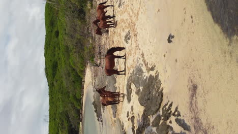 paralaje aéreo vertical alrededor de una manada de caballos salvajes en la costa norte de nueva caledonia