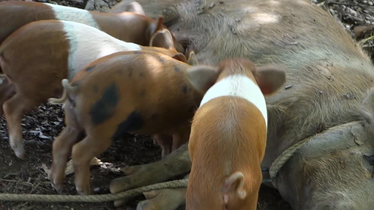 농장에서 엄마 젖을 빨고 있는 아기 돼지들 2