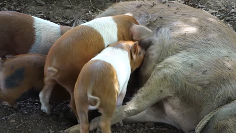 baby pigs suckle at the mother's breast on the farm 2