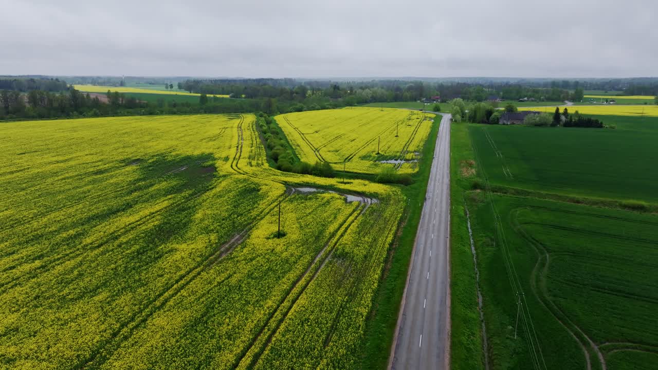 Cloudy weather atmosphere above countryside road and yellow blooming fields