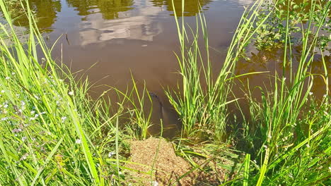 Wild-fish-hunting-other-pond-animals-for-food,-sunny-day