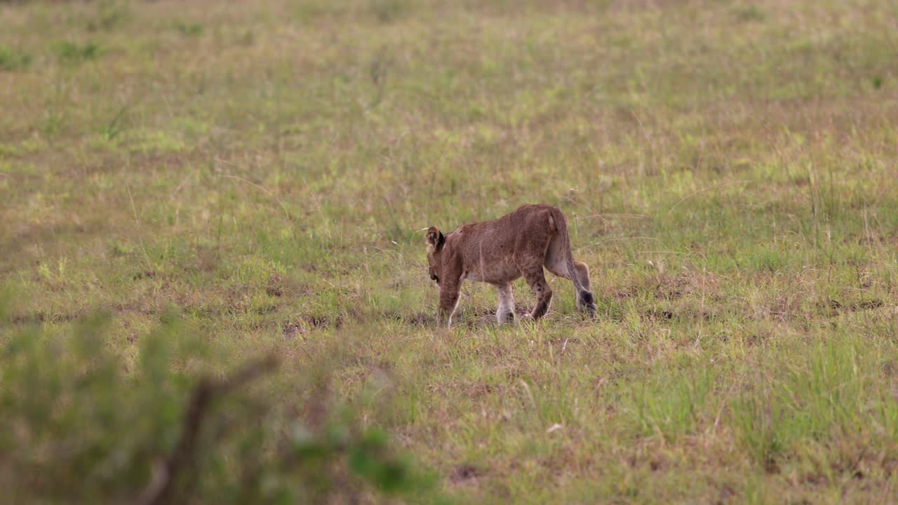 un cachorro de león solitario vagando tras sus hermanos a través de las praderas en uganda, áfrica