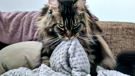 maine coon cat playing with blanket