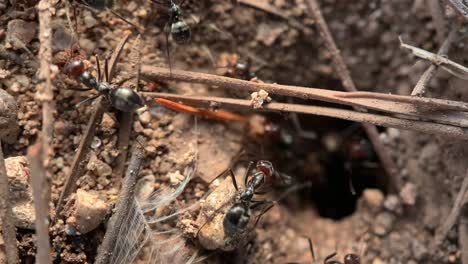 red-headed ants coming out of their anthill