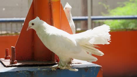 white fantail pigeon moving in urban place