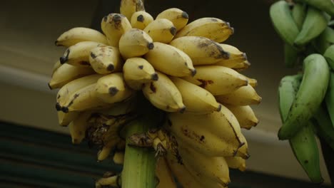 small bananas selling in the market. asia