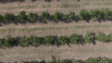 Nach-Der-Ernte-Orangefarbene-Farmlinien-Mit-Blick-Auf-Die-Plantage