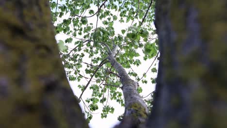 Blick-Nach-Oben-Durch-Einen-Baum-An-Einem-Sommertag-–-Niedriger-Winkel