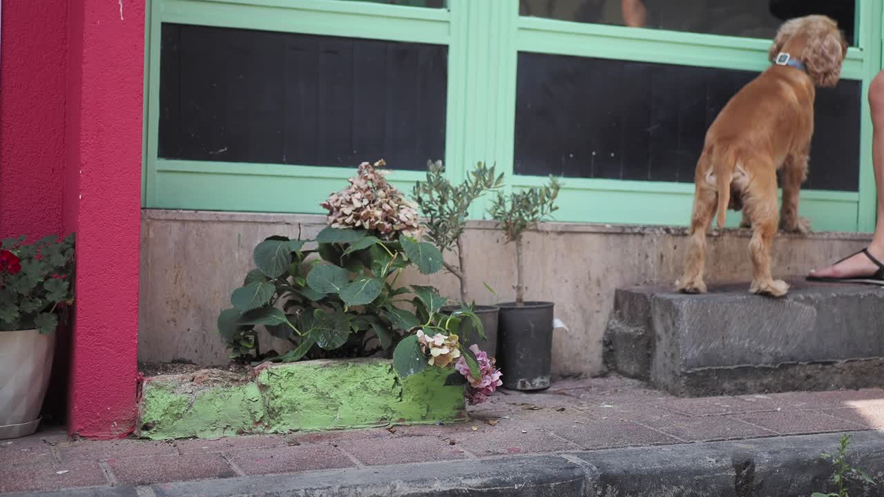 다채로운 건물 앞 에 있는 사랑스러운 코커 스파니엘 강아지