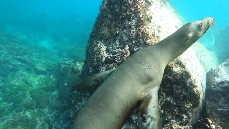 playful sea lion underwater galapagos island