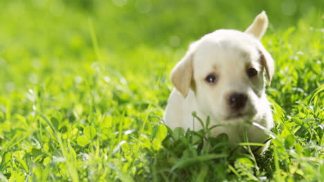 Close-up-view-of-a-cute-small-white-labrador-puppy-running-on-green-grass-in-the-park-on-a-summer-day