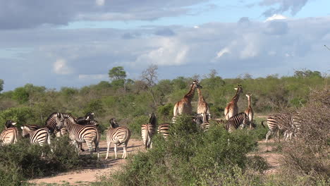 Una-Comunidad-De-Animales-Africanos-De-Caza-De-Llanura,-Cebras-Y-Jirafas.