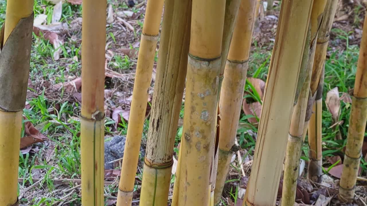 Rising close-up shot of bamboo culm stems at outdoor setting during the day.