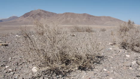 lifeless landscape with dry plants lanzarote spain