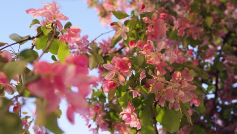 Hermosa-Vista-De-Sakura-Con-Encantador-Cielo-Azul-Del-Amanecer.-Tranquila-Vista-Floral.