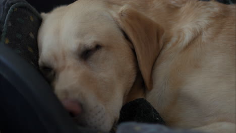 lindo perro adulto labrador dorado durmiendo en una cama suave y acogedora en casa, de cerca