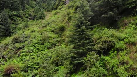 Bosque-Deodar-Manali-Himachal---El-Bosque-En-El-Bosque