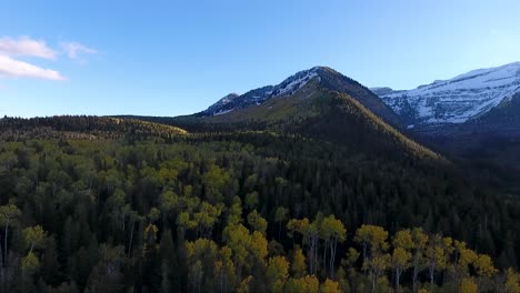 a drone flies over the golden quaking aspen trees and evergreen forests of the wasatch mountains near mount timpanogos