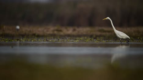 the great egret or common egret ardea alba fishing